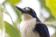 Little Kingfisher (Ceyx pusilla)